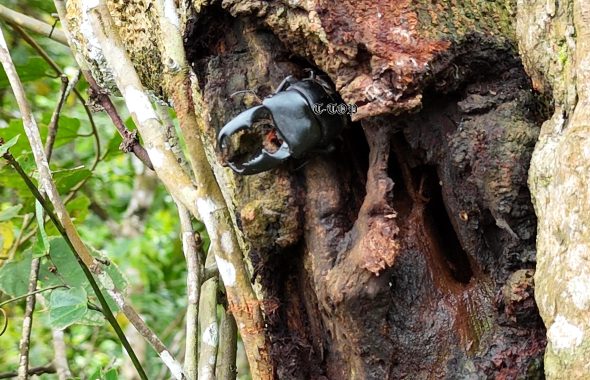 採集状況 採集家T-TOP